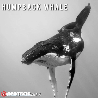 بیت  Humpback whale